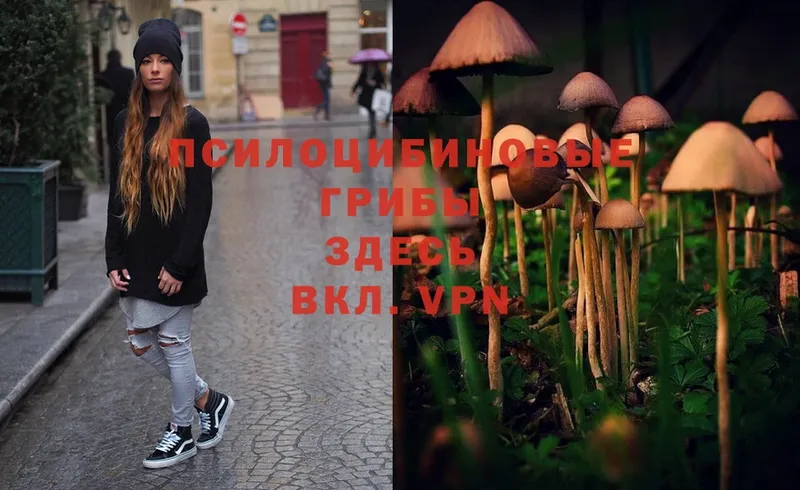 Псилоцибиновые грибы Psilocybe  где найти   Данков 